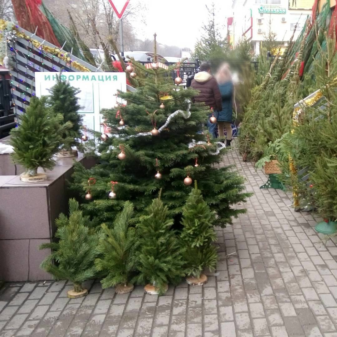 20 декабря в Подольске начнут работать елочные базары