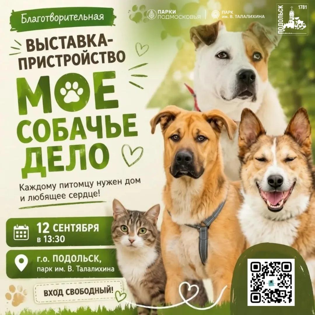 Выставка-пристройство кошек и собак пройдет в Подольске 12 сентября
