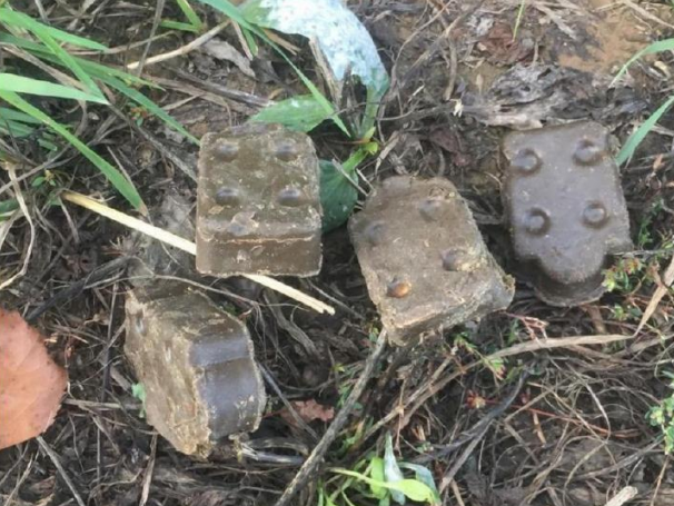 Внимание: раскладка вакцины «Рабистав» проводится на территориях лесного фонда в целях профилактики бешенства животных