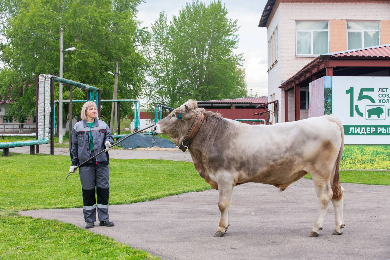 В Головном центре по воспроизводству с/х животных в Подольске состоялась первая в этом году выводка быков-производителей