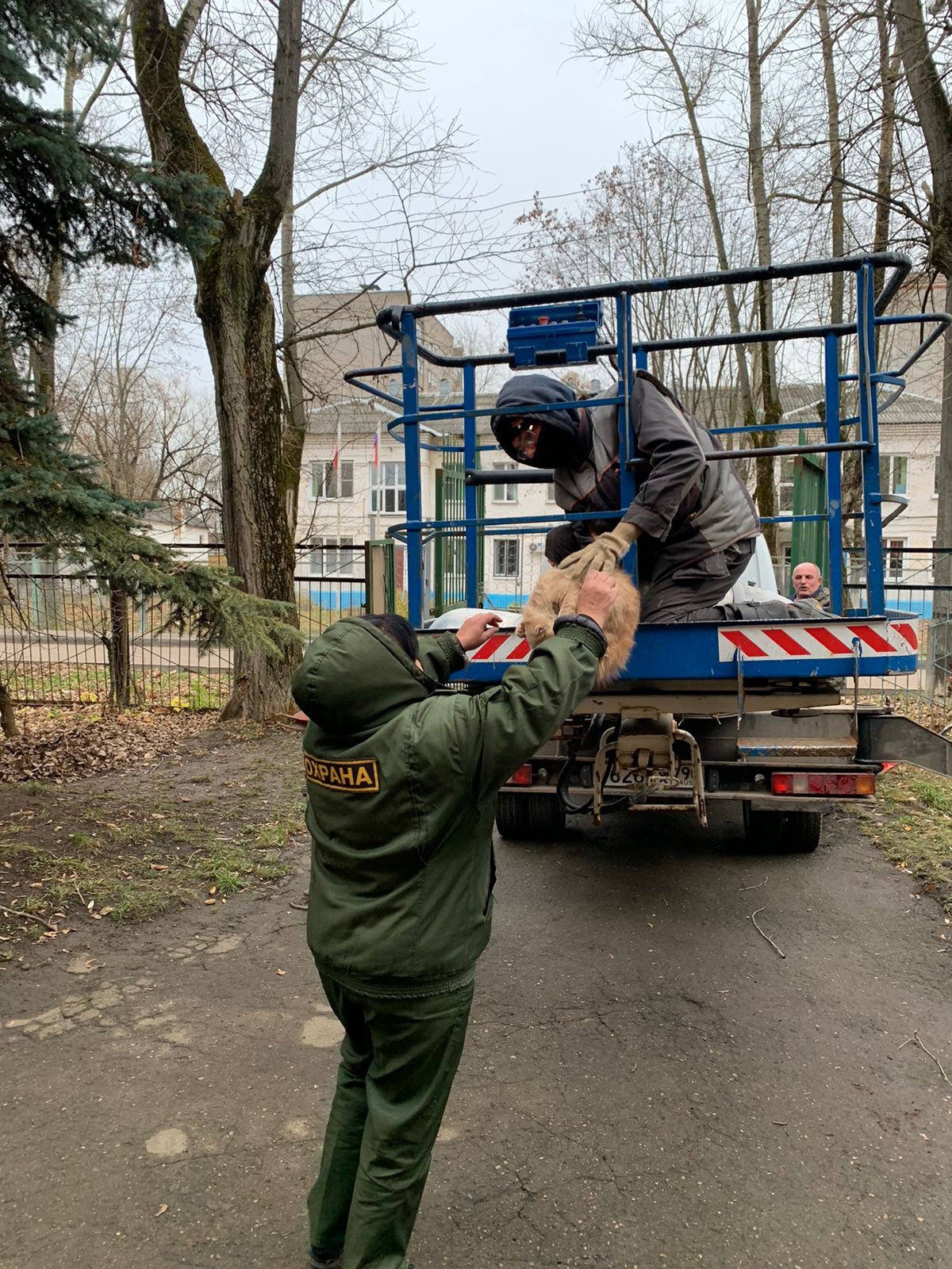 Для спасения кота понадобилась вышка