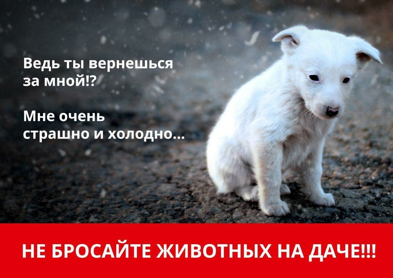 Не бросайте животных на даче!