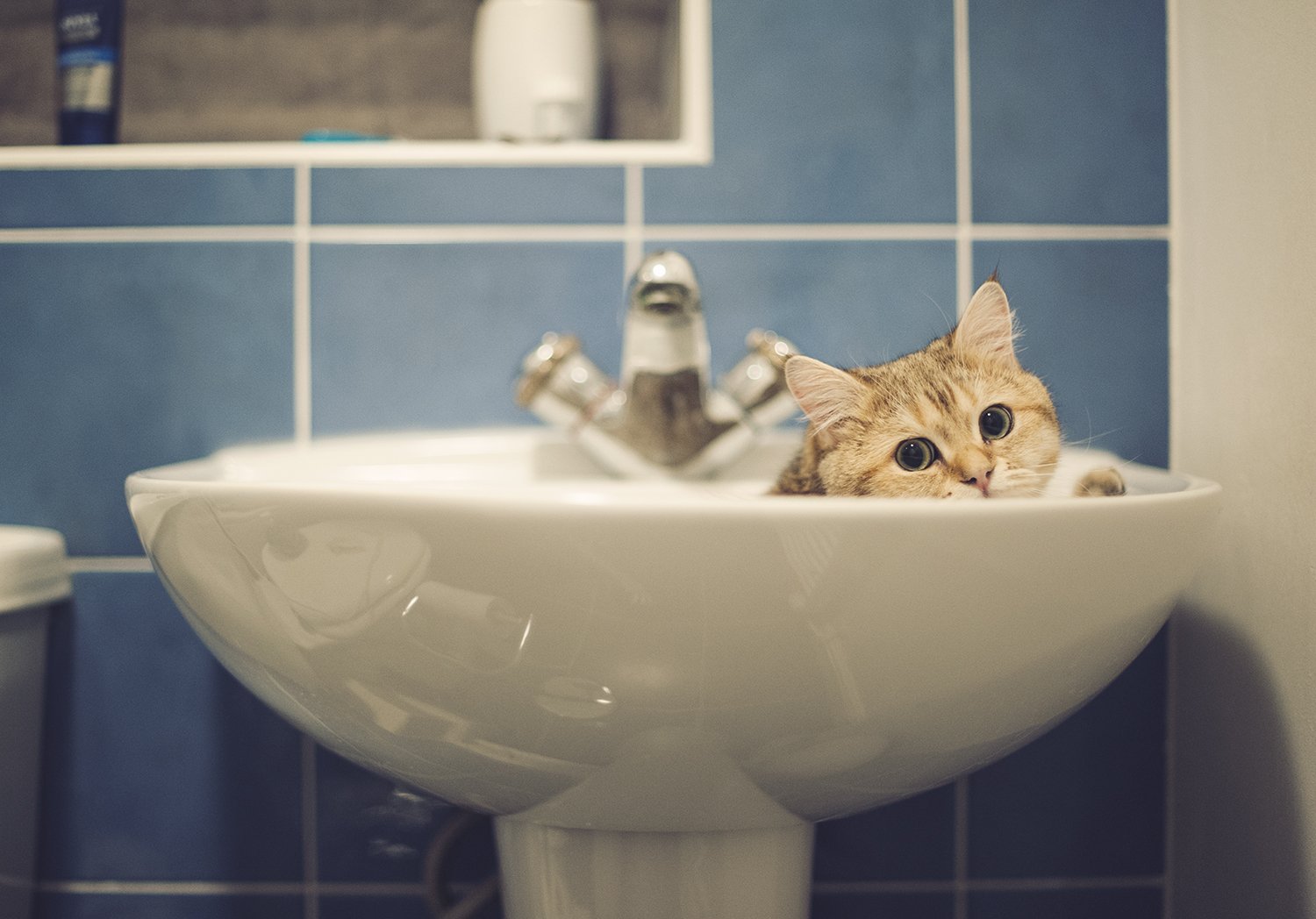 Котик в ванне. Кот в ванне. Кот и кран. Котик в раковине. Нет воды.