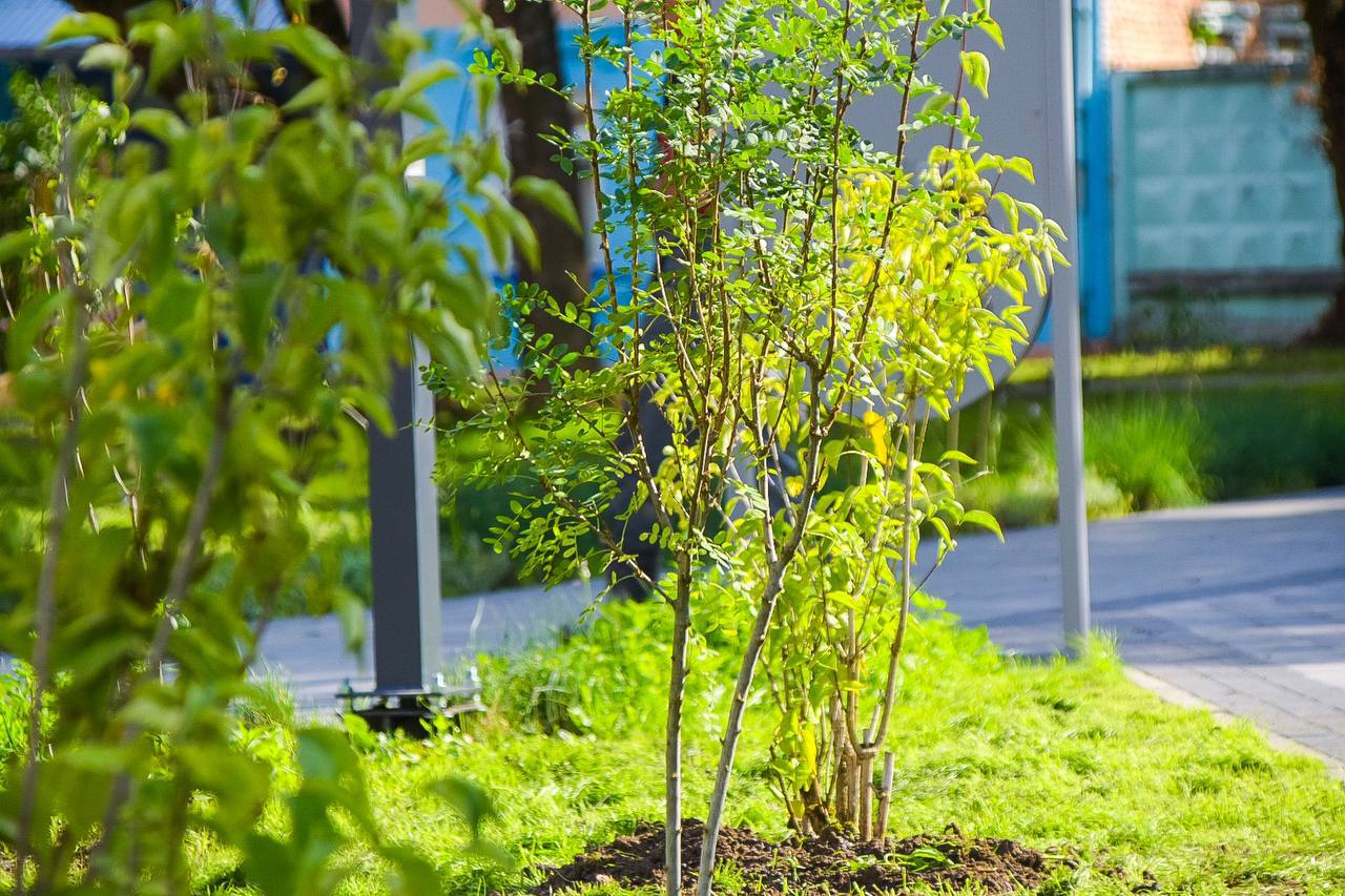 Жители Подольска могут сдать макулатуру, а взамен получить саженцы