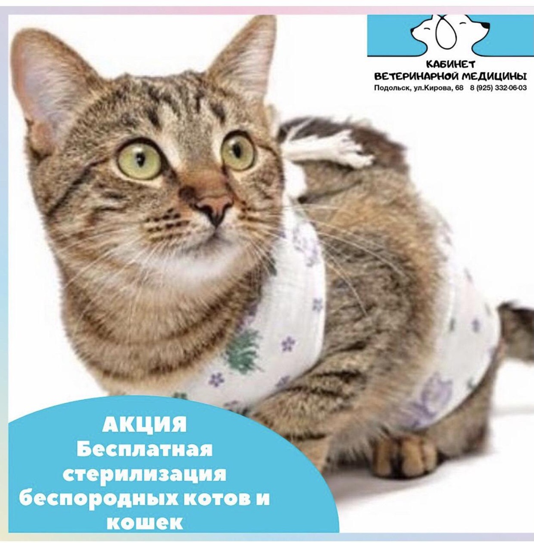 Акция: бесплатная стерилизация беспородных кошек весом до 3 кг