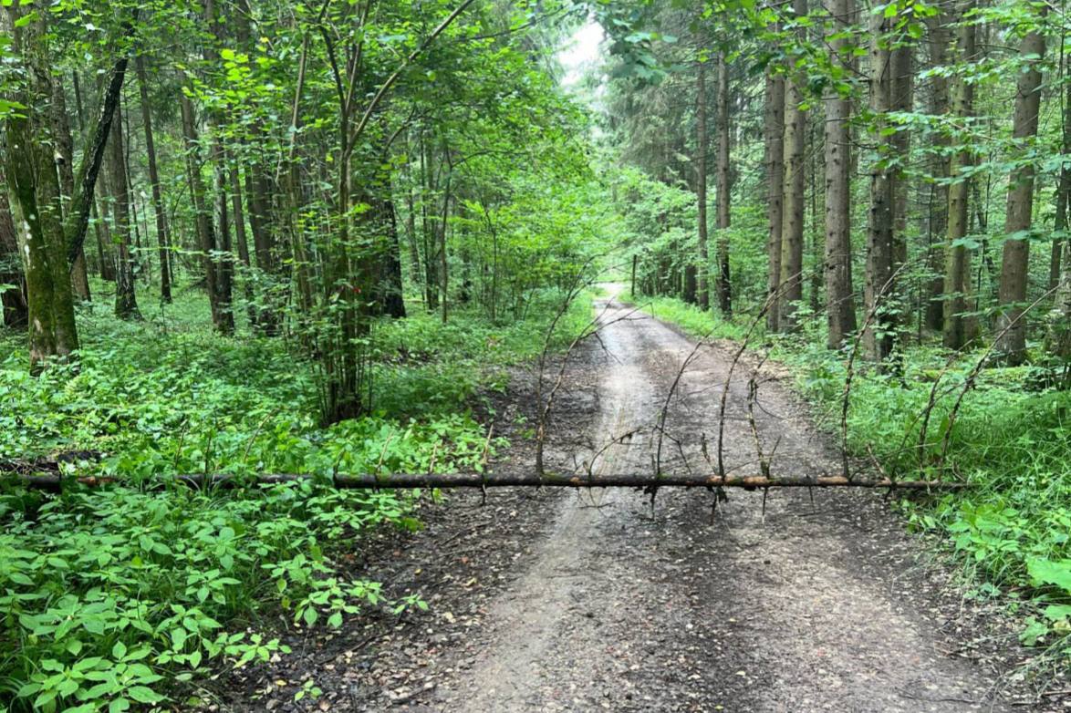 Более 90 гектаров лесов в Подольске очищены от неликвидной древесины