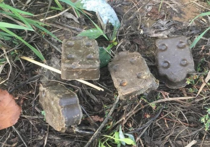 Плановая вакцинация диких плотоядных животных проходит в Подольске