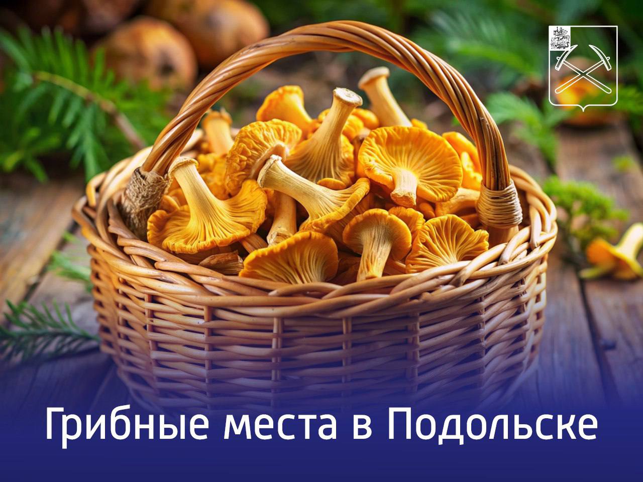 За грибами – в микрорайон Львовский