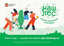 Акция «Наш лес. Посади свое дерево» начнется в Подмосковье 16 сентября