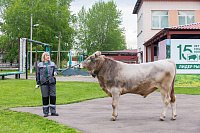 На базе "Головного центра по воспроизводству сельскохозяйственных животных" (ГВЦ) в Подольске состоялась первая в этом году выводка быков-производителей